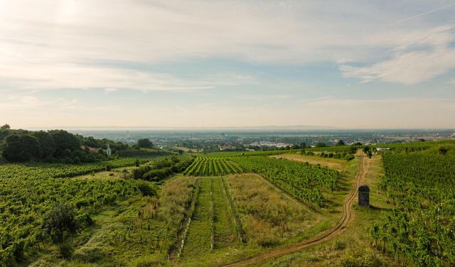 Weinberge mit Blick über Guntramsdorf